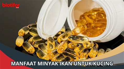 Manfaat Minyak Ikan Untuk Kucing Memahami Kesehatan Kucing Biotifor