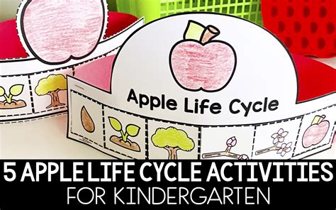 Five Apple Life Cycle Activities For Kindergarten Katie Roltgen Teaching