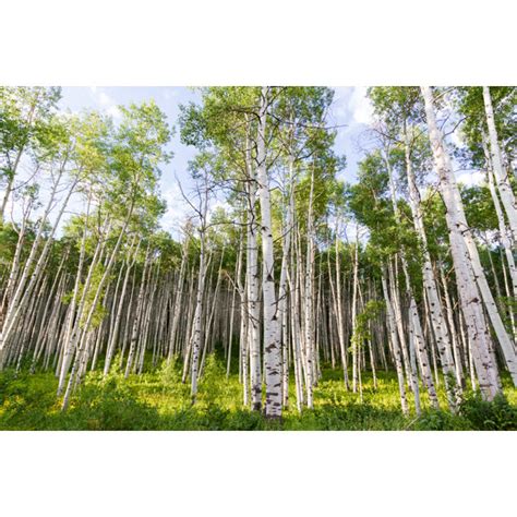 Millwood Pines Aspens By Wrapped Canvas Photograph Wayfair