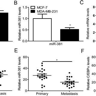 Elevated levels of C EBPα and Cx43 as well as decreased expression of