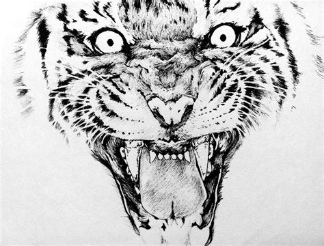 Tiger Fineliner Pen Drawing By Yun Hui Lee On Deviantart