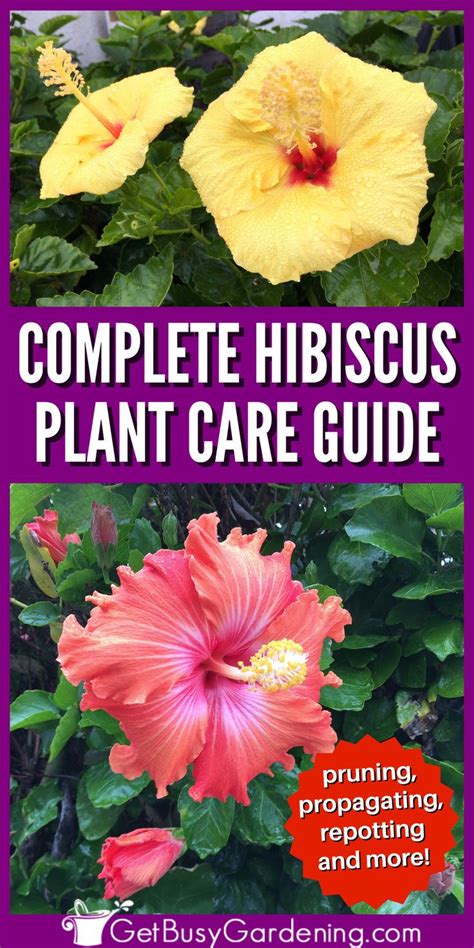 Hibiscus Plant Care And Growing Guide Get Busy Gardening In 2024