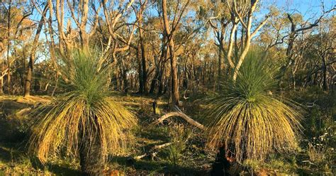 Pangarang Lookout Walk Km Warby Ovens National Park Vic