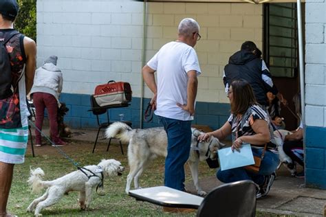 Mais De Animais Foram Castrados No Mutir O Castra Pets De Tabo O