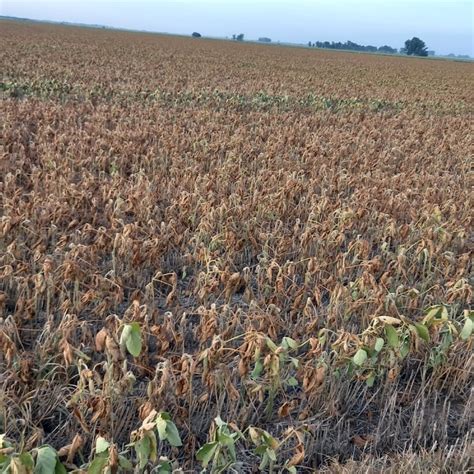 La Provincia De Buenos Aires Extendió La Emergencia Agropecuaria Por El