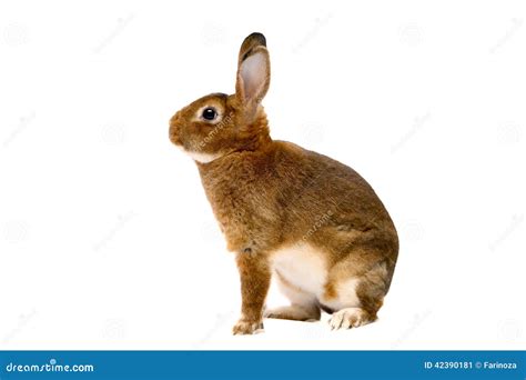 Castor Rex Rabbit Over White Stock Image - Image of background, brown ...