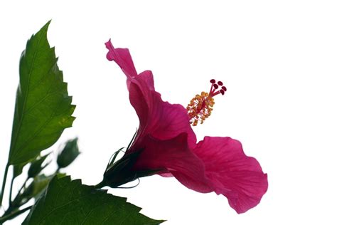 Hibiscus Pink Flower Free Photo On Pixabay Pixabay