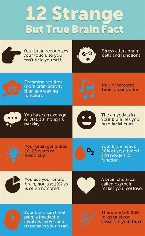 Human brain facts – Artofit