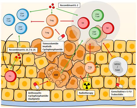 Cancers Free Full Text Modulation Of Cd T Cell Response According