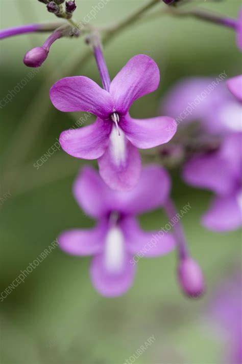 Pseuderanthemum Floribundum Stock Image C0012759 Science Photo