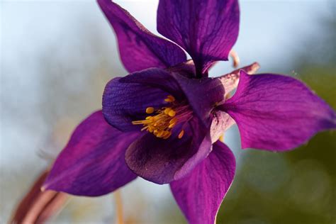 Growing And Caring For Columbine Plants Aquilegia