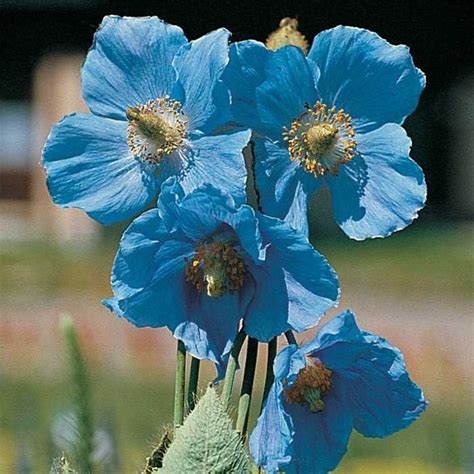 Meconopsis Betonicifolia | Bulb flowers, Garden bulbs, Flower garden