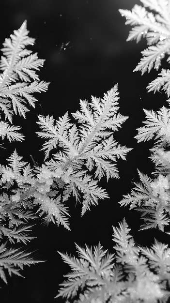 Premium Photo Black And White Close Up Of Snowflakes On A Window