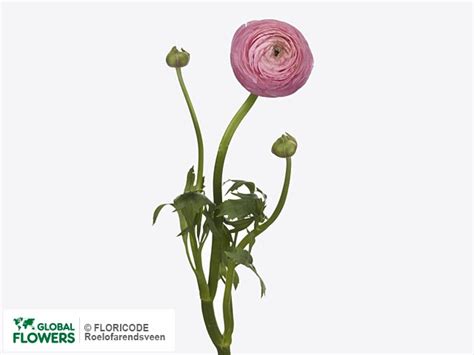 Photo Ranunculus Asiaticus Aazur Rose Global Flowers