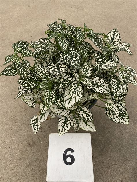 6" Hypoestes, White Splash - Cal Greenhouses