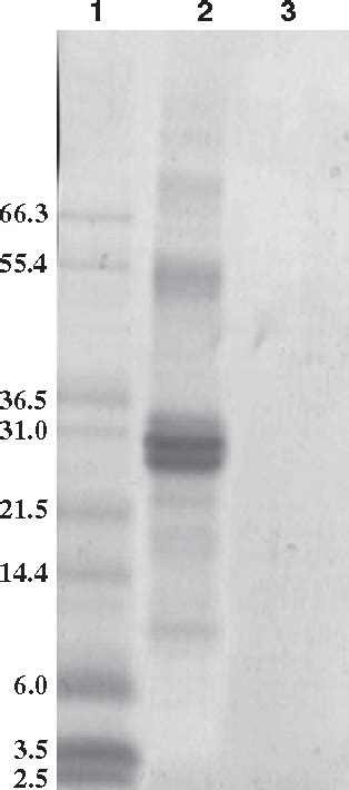 Table 1 From Molecular Size Distribution Affects Portal Absorption Rate