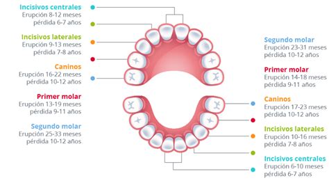 Odontopediatría Centro Clinico Especialidades Dentales