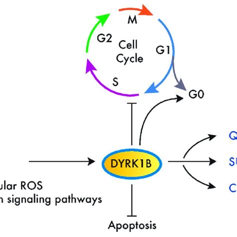 Dyrk1b Promotes Survival And Chemoresistance In Cancer Cells