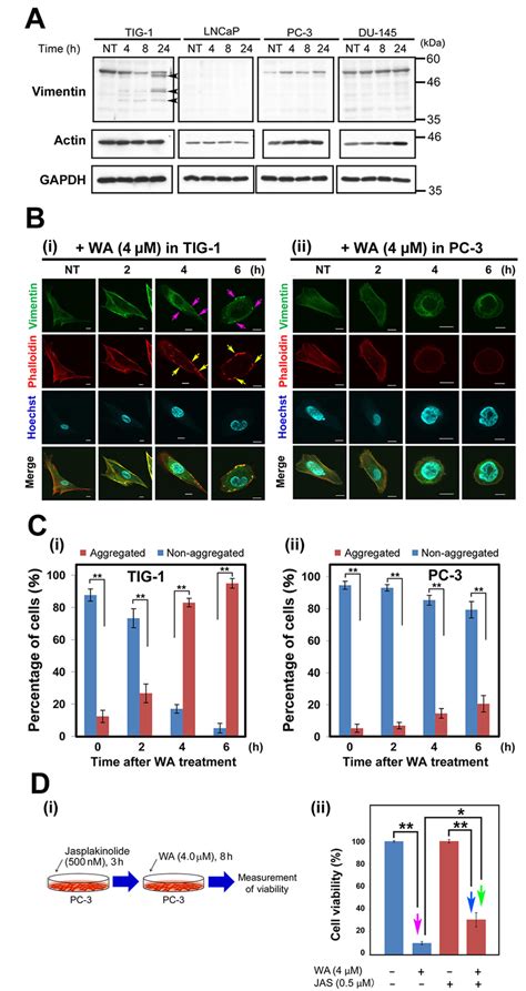 Protein Levels And Localizations Of Vimentin And F Actin Following WA