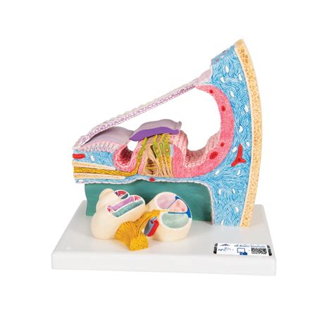 Organ Of Corti Model With Representation In Cochlea 3b Smart Anatomy Sem Trainers