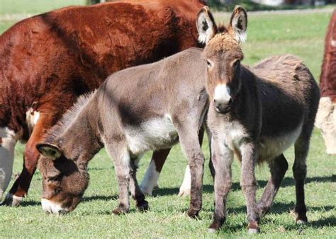 27 Cute Miniature Donkey Facts (Photos, History, Size, Cost, Pets ...