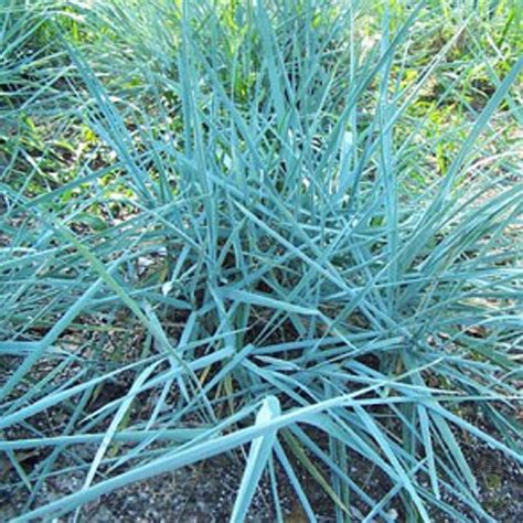 Колосняк Элимус песчаный Голубая Дюна Leymus Elymus Arenarius Blue