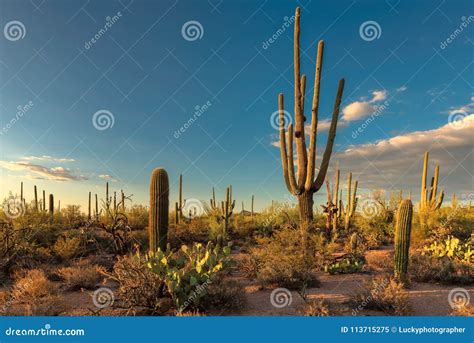 Saguaro Cactus At Sunset In Sonoran Desert Stock Image Image Of