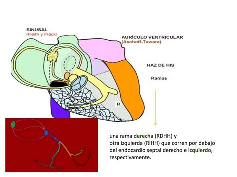 Anatomia Clinica Del Corazon Ppt