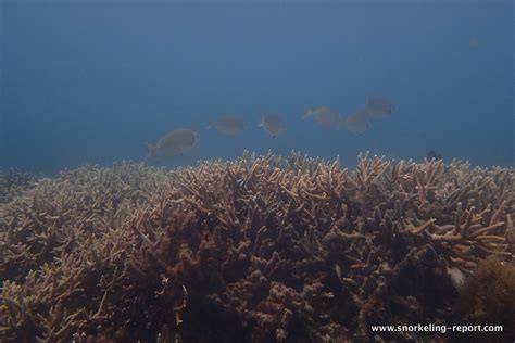 Snorkeling in Kanumera Bay, Isle of Pines | Snorkeling in New Caledonia