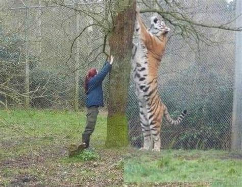 Qual O Tamanho De Um Tigre - Comparación Del Tamaño Del Tigre Siberiano Con El Del Humano