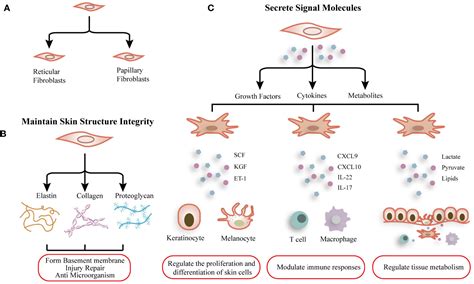 Frontiers The Role Of Dermal Fibroblasts In Autoimmune Skin Diseases