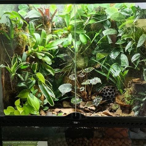 Dart Frog Habitat: Setup Guide & 15 Ideas From Owners – Acuario Pets