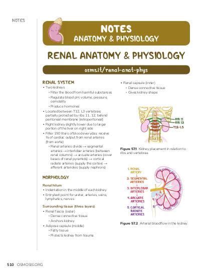 Renal System Anatomy And Physiology Video Causes Meaning Osmosis