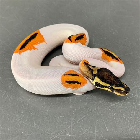 Cute Ball Python Wallpaper - Ball python morphs cute reptiles reptiles ...