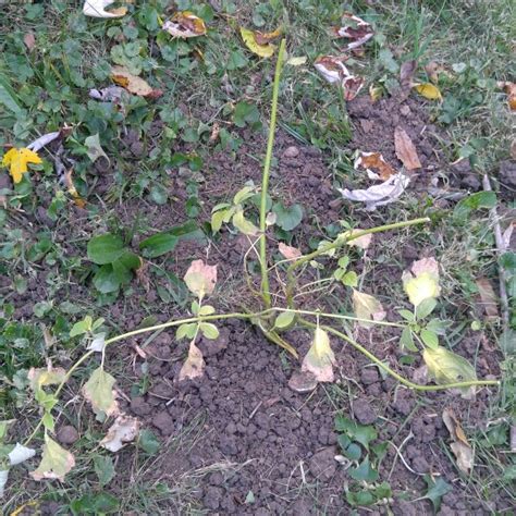 Cornus Sericea Flaviramea Syn Cornus Stolonifera Flaviramea