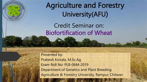 Wheatbiofortificationcreditseminarpkpptx