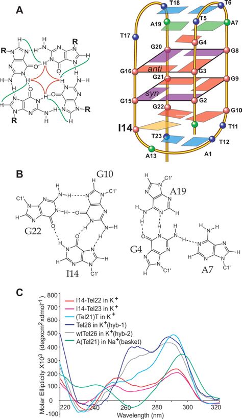 A Schematic Drawing Of The Folding Topologies Of The Intramolecular