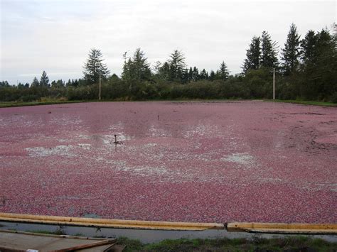 Johnson Bog - Johnson Bog added a new photo.