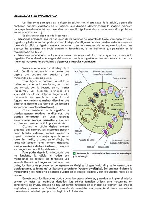 Lisosomas Y Sus Funciones Lisosomas Y Su Importancia Los Lisosomas Participan En La Digestión