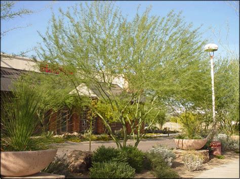 Arizona Landscaping: Desert Museum Palo Verde; What a tree!