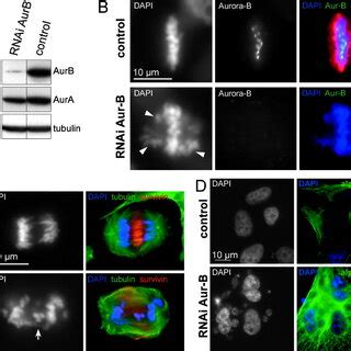 Aurora B RNAi In Human Cells Induces A Similar Phenotype As Hesperadin