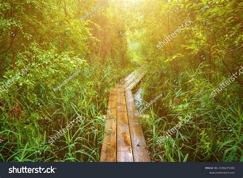 Summer Moody Forest Swamp Wooden Path Stock Photo 2196275381 Shutterstock