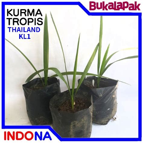 Jual Bibit Pohon Kurma Tropis Thailand Kl Di Lapak Indona Bukalapak