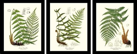 Vintage Fern Prints Classic Botanical Set Of Three Framed Ferns