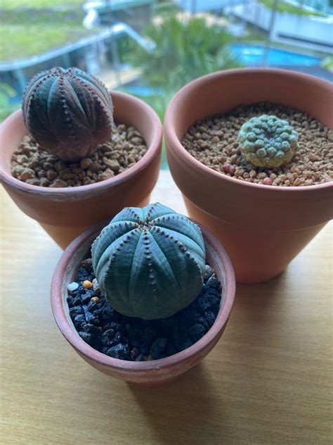 Euphorbia Obesa Male And Female With Free Copiapoa Hypogaea Furniture