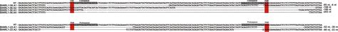 Frontiers Crisprcas Stnrl1 Gene Knockout Increases Resistance To Late Blight And