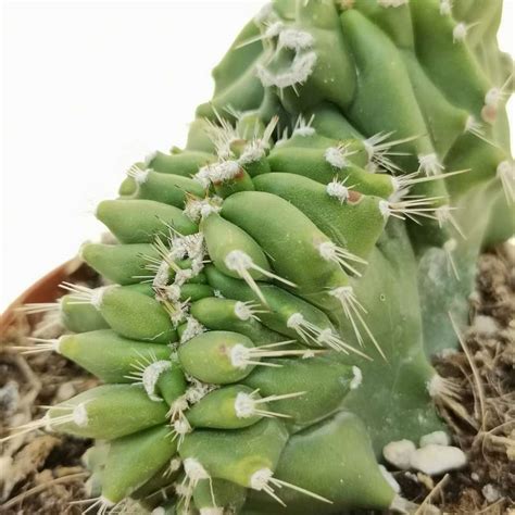 Neobuxbaumia Euphorbioides F Crestata 10 Cm Cactaceae Giromagi