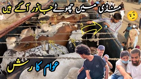 Northernbypass Cow Mandi Update 2023 Unloading Small Cow Chote