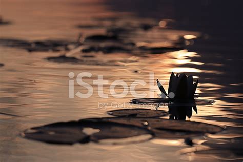 Water Lilies Sunset Stock Photo Royalty Free Freeimages