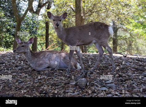 Sika deer, Nara Park, Japan Stock Photo - Alamy